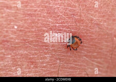 European castor bean tick, European sheep tick (Ixodes ricinus), female sucks blood, Netherlands, Frisia Stock Photo