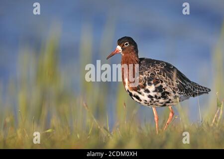 ruff (Philomachus pugnax), male standing in a meadow at the water, side view, Netherlands, Frisia, Workum Stock Photo
