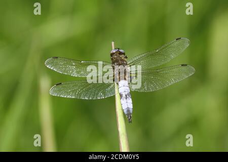 scarce chaser dragonfly, scarce libellula (Libellula fulva), male sits on a blade of grass, Netherlands, Overijssel, Weerribben-Wieden National Park Stock Photo