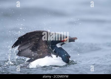 Campbell shag (Phalacrocorax campbelli, Leucocarbo campbelli), swimming in the bay and bathing, side view, New Zealand, Campbell Island, Macquarie Stock Photo