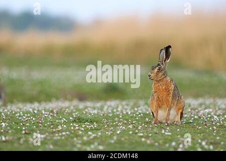 European hare, Brown hare (Lepus europaeus), sitting in a meadow, front view, Netherlands, Frisia, Lauwersmeer National Park Stock Photo