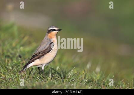 northern wheatear (Oenanthe oenanthe), male stands in a meadow, Netherlands, Frisia Stock Photo