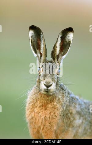 European hare, Brown hare (Lepus europaeus), portrait, looking toward camera, Netherlands, Lauwersmeer National Park Stock Photo