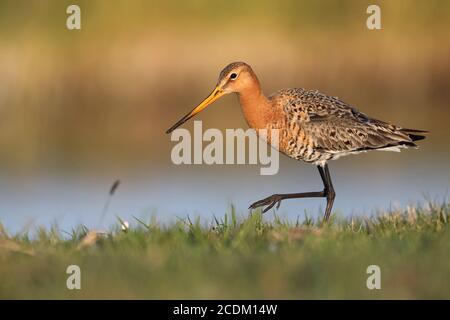 black-tailed godwit (Limosa limosa), male walks in a meadow, Netherlands, Frisia Stock Photo
