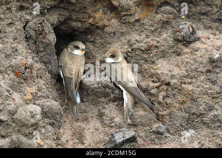 sand martin (Riparia riparia), couple sitting in front of the breeding tube at the breeding wall, Netherlands, Overijssel, Weerribben-Wieden National Stock Photo