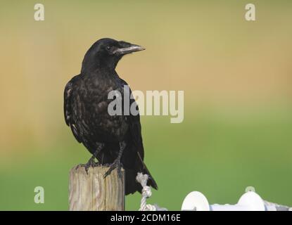 rook (Corvus frugilegus), juvenile bird perching on a wooden pile, Denmark Stock Photo
