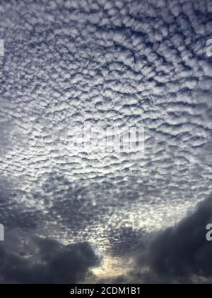 altocumulus clouds above the Bay of Maori in the evening, New Zealand, Northern Island, Auckland Stock Photo
