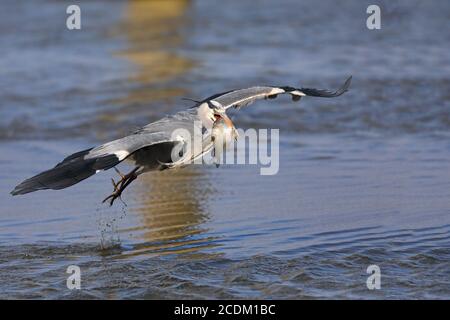 grey heron (Ardea cinerea), takes off with a large caught fish in its bill, Netherlands, Frisia Stock Photo