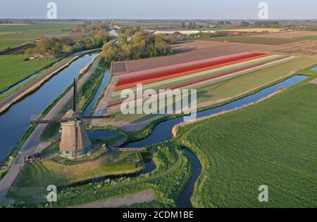 windmill in front of tulip fields near Obdam, aerial view, Netherlands, Northern Netherlands Stock Photo
