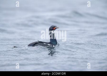 Campbell shag (Phalacrocorax campbelli, Leucocarbo campbelli), swimming offshore Campbell island, side view, New Zealand, Campbell Island, Macquarie Stock Photo