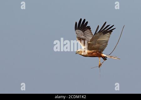 Western Marsh Harrier (Circus aeruginosus), flying male with nesting material in the clutches, Netherlands, Lauwersmeer National Park Stock Photo