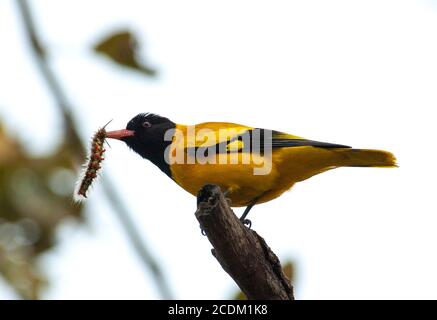 Asian black-headed oriole (Oriolus xanthornus, Oriolus xanthornus xanthornus), adult male perched on a branch with a big caterpillar in its bill , Stock Photo