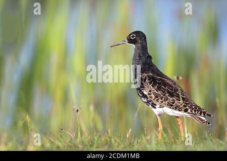 ruff (Philomachus pugnax), male standing in a meadow, side view, Netherlands, Frisia, Workum Stock Photo