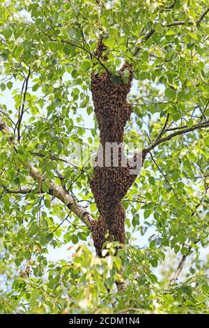 a-large-number-of-insects-are-honey-bees-texture-stock-photo-alamy