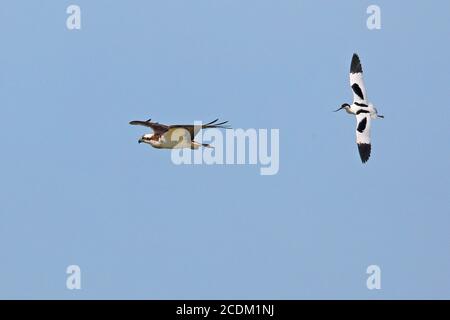 osprey, fish hawk (Pandion haliaetus), attacked in flight by a stilt, Netherlands, Frisia Stock Photo