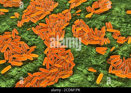 3d illustration of Pasteurella multocida bacteria. This is a Gram-negative, non-motile, penicillin-sensitive coccobacillus belonging to the Pasteurellaceae family. Pasteurella multocida is the cause of a range of diseases in mammals and birds including fowl cholera in poultry, atrophic rhinitis in pigs and bovine haemorrhagic septicaemia in cattle and buffalo. It can also cause a zoonotic infection in humans, which typically is a result of bites or scratches from domestic pets. Many mammals and birds harbour it as part of their normal respiratory microbiota including domestic cats. Stock Photo
