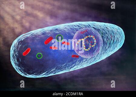 3d illustration of a Pasteurella multocida bacterium. This is a Gram-negative, non-motile, penicillin-sensitive coccobacillus belonging to the Pasteurellaceae family. Pasteurella multocida is the cause of a range of diseases in mammals and birds including fowl cholera in poultry, atrophic rhinitis in pigs and bovine haemorrhagic septicaemia in cattle and buffalo. It can also cause a zoonotic infection in humans, which typically is a result of bites or scratches from domestic pets. Many mammals and birds harbour it as part of their normal respiratory microbiota including domestic cats. Stock Photo