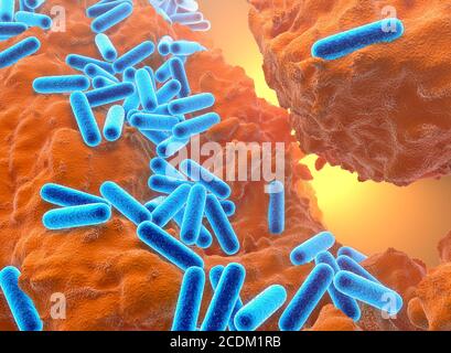 3d illustration of Pseudomonas aeruginosa bacteria showing internal structure. These Gram-negative rod-shaped bacteria are found in soil, water and as normal flora in the human intestine. They can cause serious wound, lung, skin and urinary tract infections, particularly in hospital patients. They produce extracellular polysaccharide (EPS), a sticky slime-like substance that enables them to grow in large masses (biofilms) and resist antibacterial agents such as antibiotics. Stock Photo