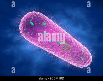 3d illustration of a Pseudomonas aeruginosa bacterium showing internal structure. These Gram-negative rod-shaped bacteria are found in soil, water and as normal flora in the human intestine. They can cause serious wound, lung, skin and urinary tract infections, particularly in hospital patients. They produce extracellular polysaccharide (EPS), a sticky slime-like substance that enables them to grow in large masses (biofilms) and resist antibacterial agents such as antibiotics. Stock Photo