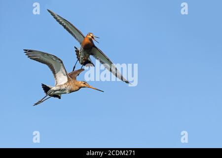 black-tailed godwit (Limosa limosa), pair calling in flight, Netherlands, Frisia Stock Photo