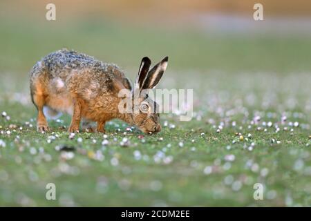 European hare, Brown hare (Lepus europaeus), feeding in a meadow, side view, Netherlands, Frisia, Lauwersmeer National Park Stock Photo