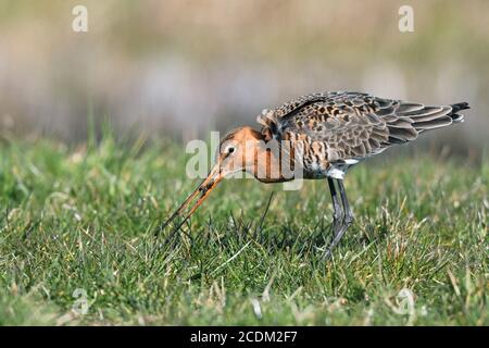 black-tailed godwit (Limosa limosa), male foraging in a meadow, Netherlands, Frisia Stock Photo