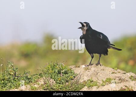 rook (Corvus frugilegus), stands on mound calling, Netherlands, Frisia Stock Photo