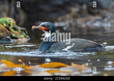 Campbell shag (Phalacrocorax campbelli, Leucocarbo campbelli), swimming in the midst of seaweed just next to the coastal rocky shore, side view, New Stock Photo