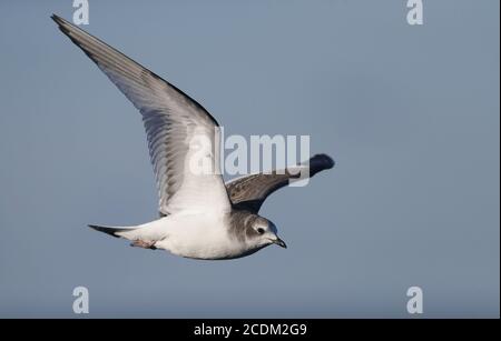 sabine's gull (Xema sabini), First-winter Sabine's Gull in flight, Denmark Stock Photo