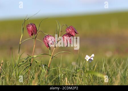 common fritillary, snake's-head fritillaria (Fritillaria meleagris), blooming in a meadow, Netherlands, Frisia Stock Photo