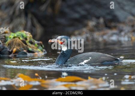 Campbell shag (Phalacrocorax campbelli, Leucocarbo campbelli), swimming in the midst of seaweed just next to the coastal rocky shore, side view, New Stock Photo