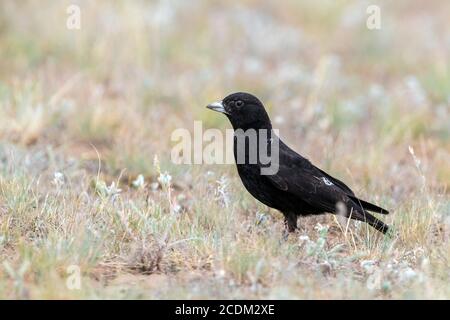 black lark (Melanocorypha yeltoniensis), Adult male standing on the ground in the steppes, Kazakhstan, Astana, Korgalzhyn Stock Photo