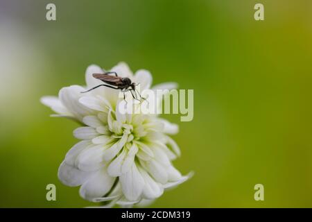 Meadow saxifrage (Saxifraga granulata 'Plena', Saxifraga granulata Plena, Saxifraga granulata var. plena), cultivar Plena, flower with fly, Stock Photo