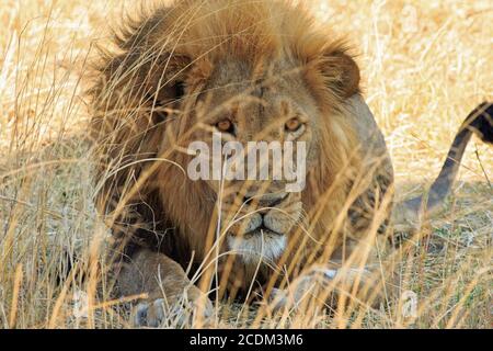 Powerful Handsome Male Lion (Panthera leo) with a golden mane looking directly ahead with a natural dried yellow grass background in Hwange National P