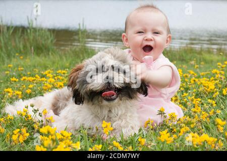 Sweet baby girl and puppy in a field of buttercups Stock Photo