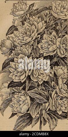 . Childs' spring 1922 : seeds that satisfy plants that please bulbs that bloom berries that bear . 124 JOHNLEWIS CHILDS, INC., FLORAL PARK, NEW YORK Hydrangea Snowball—This might be called a perpe»-ual blooming Hydrangea Paniculata Grandiflora. It be-gins blooming in May or June and continues in greatprofusion until frost. The flowers of the SnowballHydrangea are pure snow-white, the clusters almost asround as a ball and large as a mans hat. 75c each; 3 for $2.00. New Double Syringa (Mock Orange)—This is a newSyringa with flowers double the size of the old variety,of pure white color, and most Stock Photo