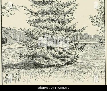 . Lawns and gardens. How to plant and beautify the home lot, the pleasure ground and garden . V. FIG. 99.—NORDMANNS SILVER FIR (ABIES NORDMANNIANA). Cep7ialo?iica), which is almost similar in habit but with moreglaucous leaves and perfectly hardy. The last two willform fine specimen trees on a lawn. The white silver fir(A. concolor) is one of the most beautiful of evergreen trees Coniferous crees. 193 with spreading branches and long two-ranked leaves of apale glaucous color. This is a perfectly hardy and very ornamental tree of a pyramidal habit, ami one of the beslspecimens for small lawns w Stock Photo