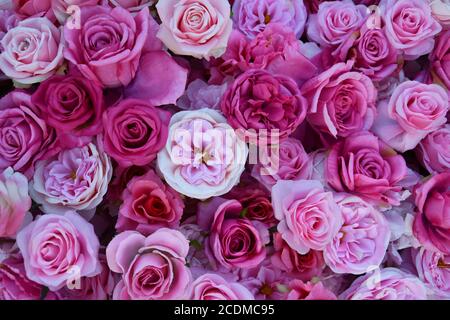 An aerial view of a flatlay of assorted roses in full bloom in a variety of shades and tones of pink, cream and peach. Stock Photo