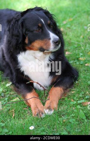 bernese mountain dog Stock Photo
