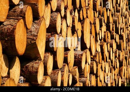 Stack of sawn logs, Saxony, German Stock Photo