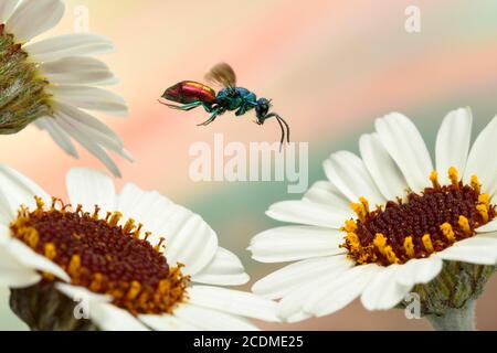 Ruby-tailed wasp (Chrysis ignita) in flight at the bloom of the magnificent bear's ear (Arctotis fastuosa), Germany Stock Photo