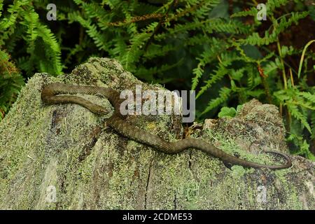 Dice Snake (Natrix tessellata) sunbathing on an old tree stump, captive, zoo Uckersdorf, Hesse, Germany Stock Photo