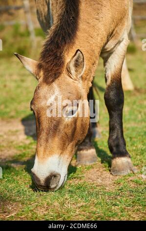Przewalski's horse (Equus przewalskii) eats grass, portrait, captive, Bavaria, Germany Stock Photo