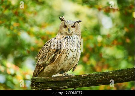 Eurasian eagle-owl (Bubo bubo) sitting on a branch in a deciduous forest, captive, Germany Stock Photo