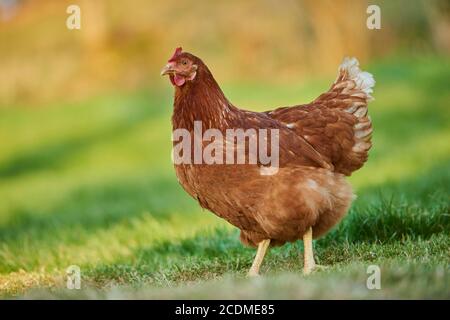 Domestic Chicken (Gallus gallus domesticus ), hen in a meadow, free-range farming, Bavaria, Germany Stock Photo