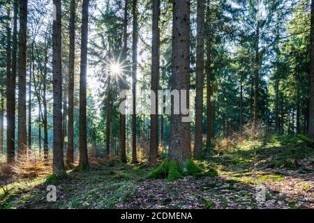 Spruce forest (Picea abies) in backlight with sun star, Thuringian Forest, Thuringia, Germany Stock Photo