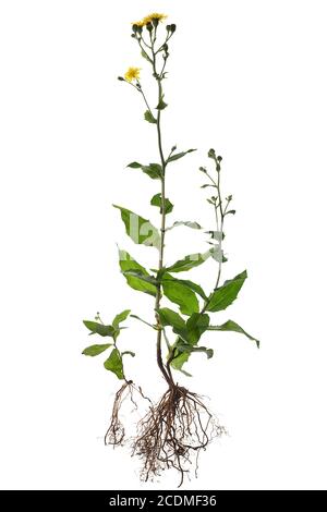 Savoy hawkweed (Hieracium sabaudum) on white ground, Germany Stock Photo