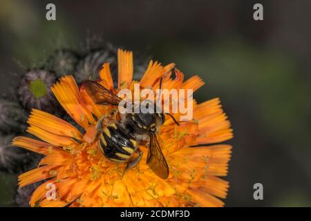 European wool carder bee (Anthidium manicatum) on flower of orange-red hawkweed (Hieracium aurantiacum), Baden-Wuerttemberg, Germany Stock Photo