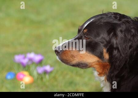 easter Stock Photo