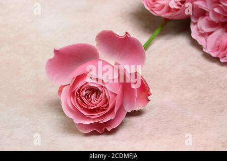 Pink rose blossom on light background, Germany Stock Photo